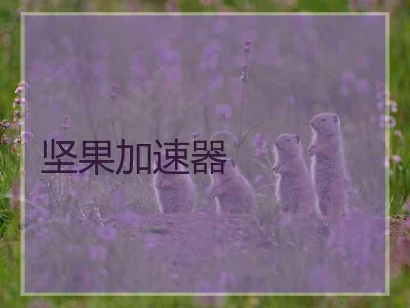 坚果加速器