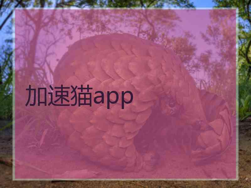 加速猫app