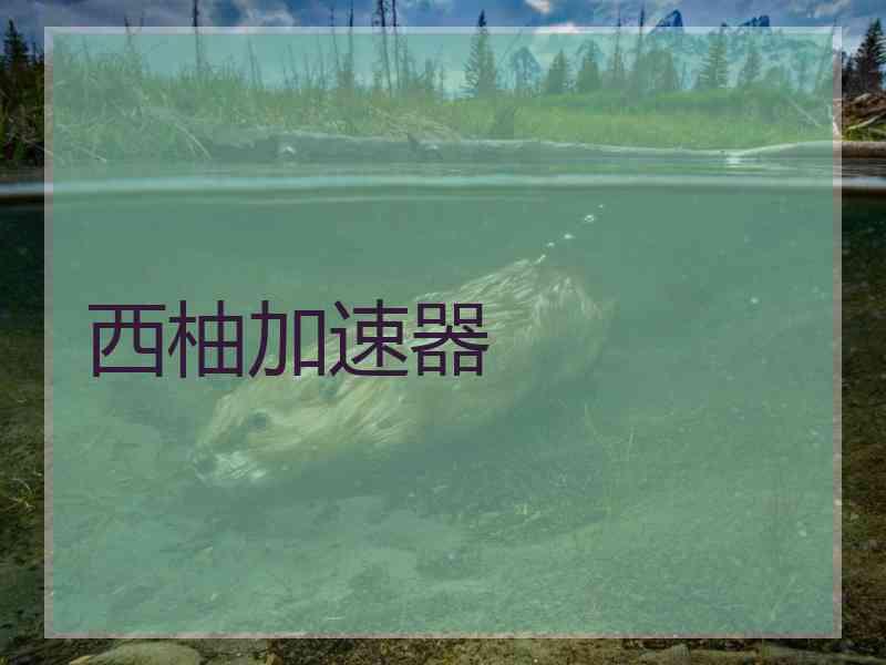 西柚加速器