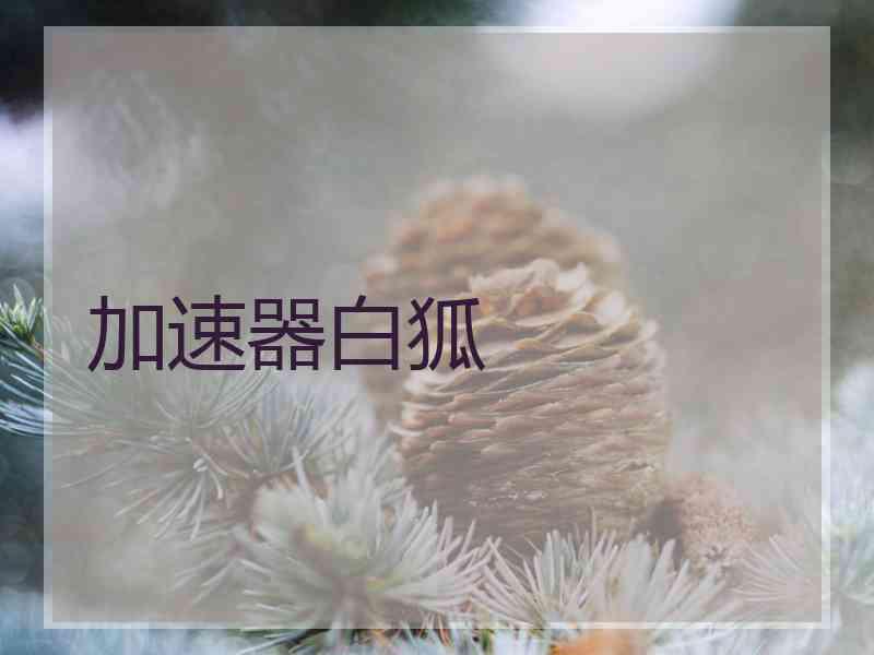加速器白狐