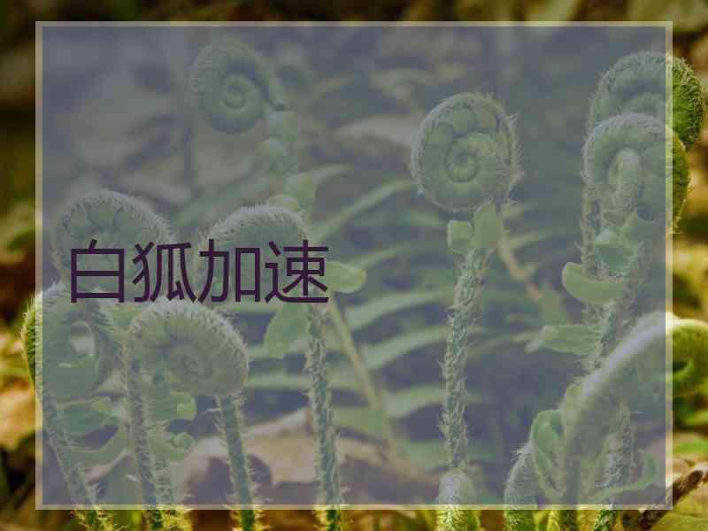 白狐加速