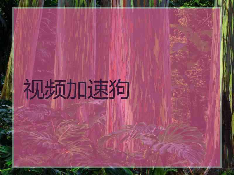 视频加速狗