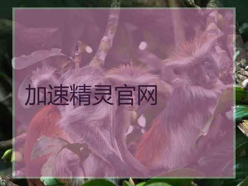 加速精灵官网