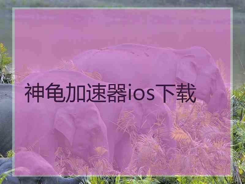 神龟加速器ios下载