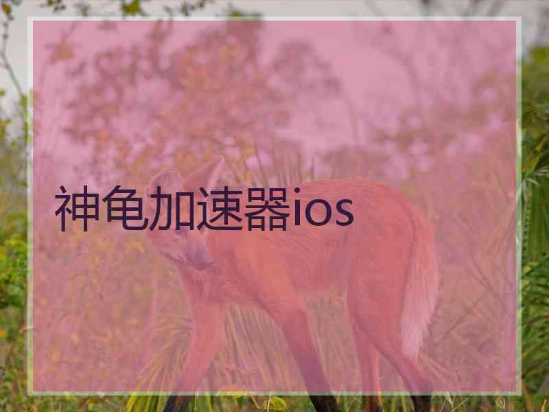 神龟加速器ios