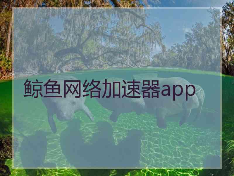 鲸鱼网络加速器app